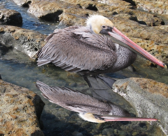 Creation of Bird: Step 10